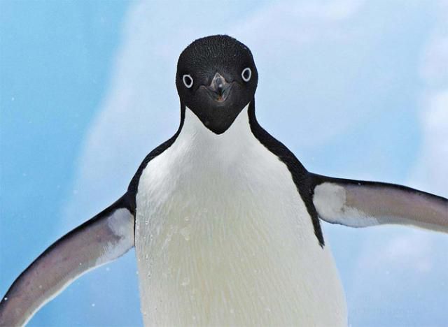 Удивительные животные - пингвины