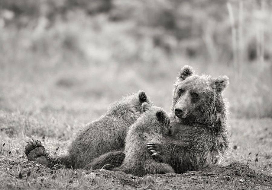 Фото медведя черно белое