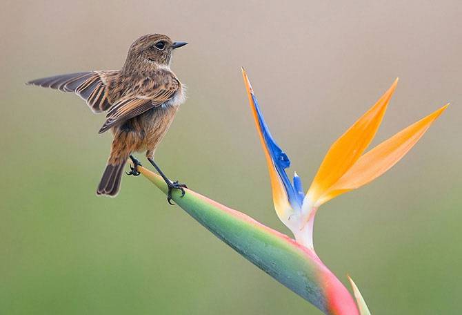 Красивые фотографии самых разных птиц