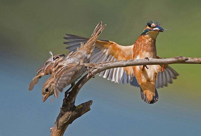 Красивые фотографии самых разных птиц