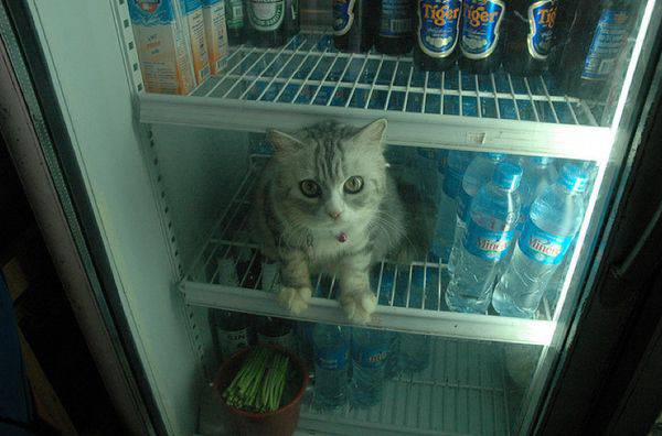 Коты спасаются в жаркий день (10 фото)