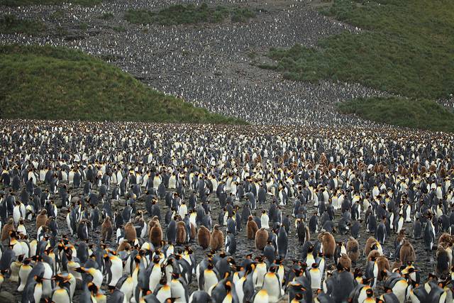 Экскурсия по царству пингвинов