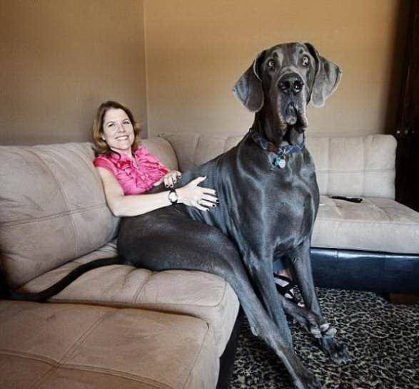 Огромная собачка