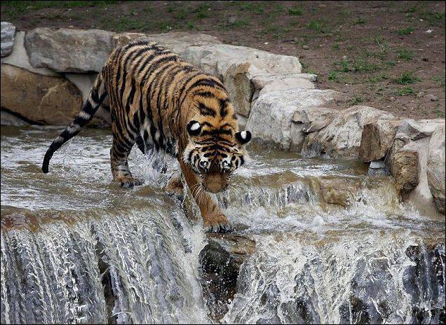 Амурский тигр спасается от жары (4 фото)