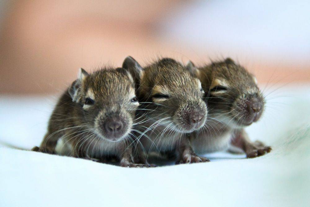 Three mice. Three more мышь.