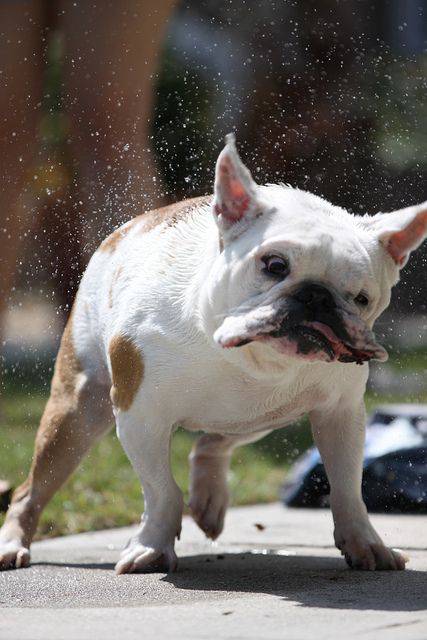 Как спасаются собаки от жары