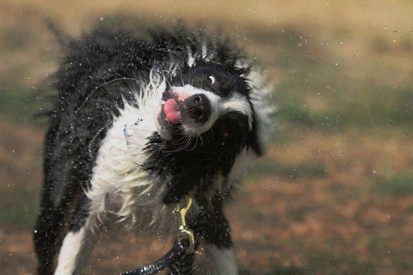 Как спасаются собаки от жары