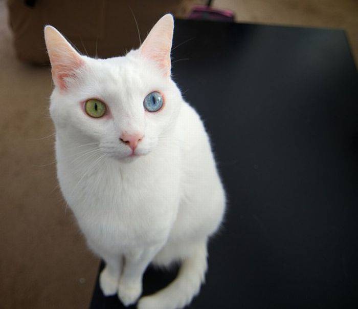 Котейки с разным цветом глаз (22 фото)