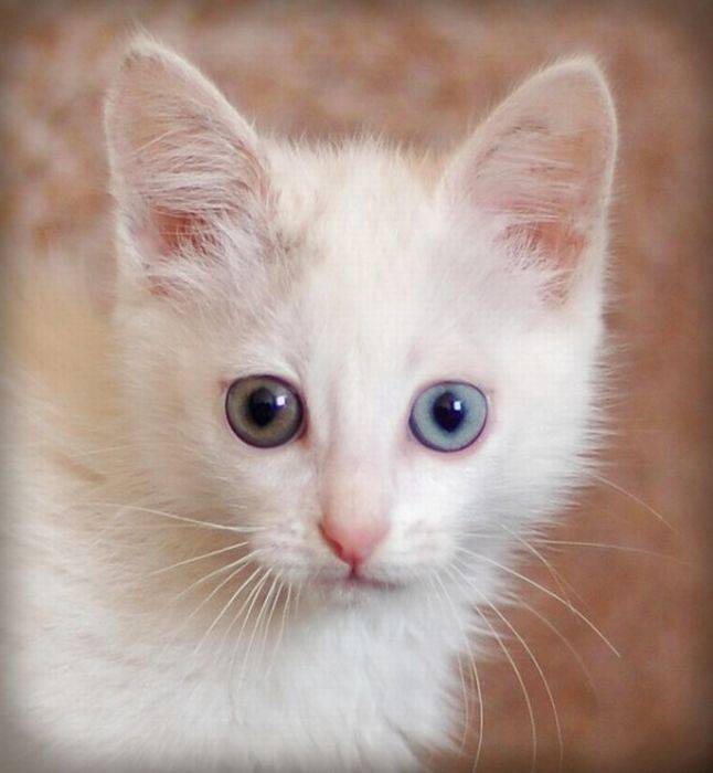 Котейки с разным цветом глаз (22 фото)