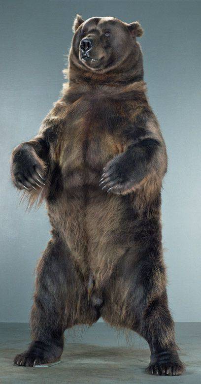 Медведи от фотографа Jill Greenberg ... (39 фото)