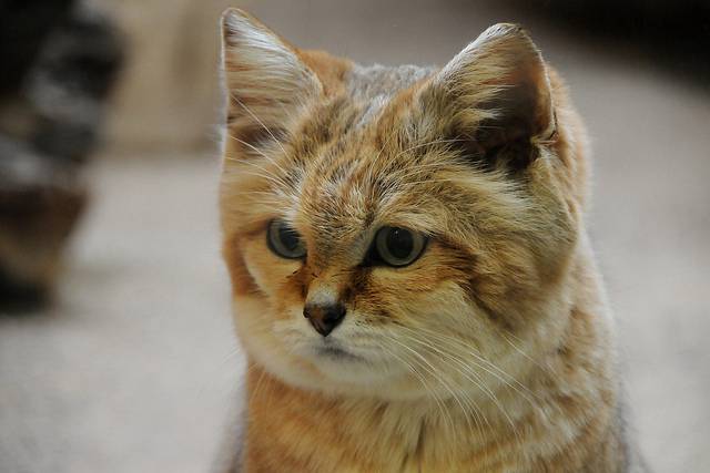 Пустынный кот - редкая порода