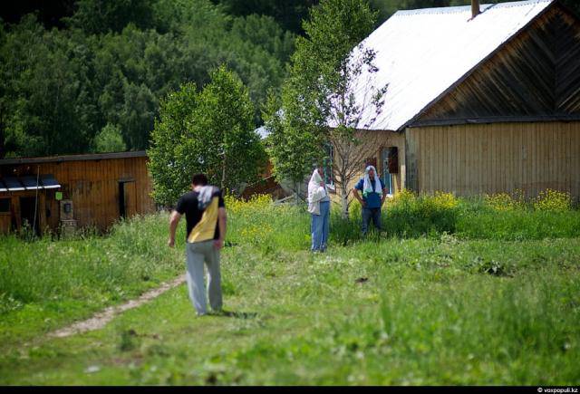 Резка пант у маралов в Казахстане