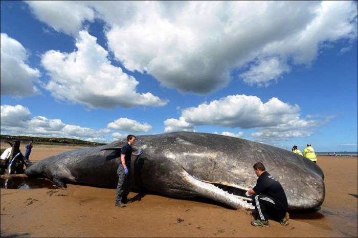 20-тонный кит на пляже (7 фото)