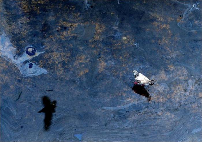 Очистка Даляньского залива от нефти (37 фото)