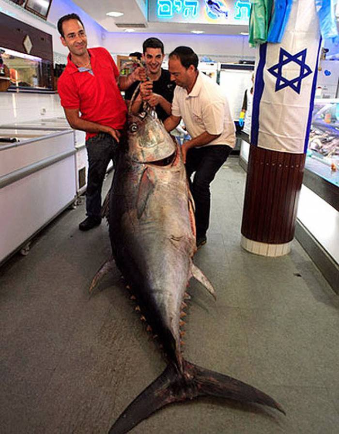 Самая большая и дорогая рыба в мире (7 фото)