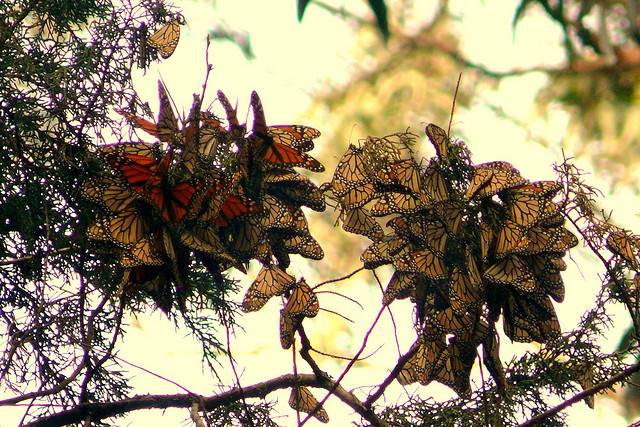 Миграция бабочки "Монарх"