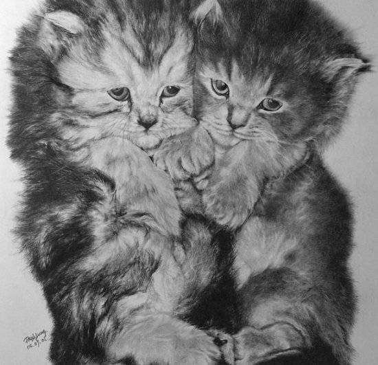 Невероятные рисунки кошек простым карандашом (22 картинки)