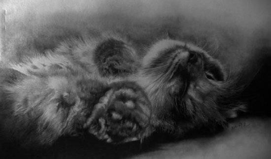 Невероятные рисунки кошек простым карандашом (22 картинки)
