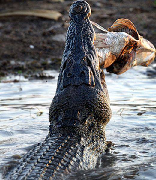 Жертвы крокодилов (35 фото)