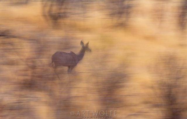  ,  Art Wolfe