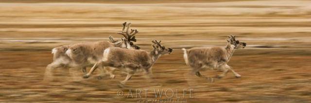  ,  Art Wolfe