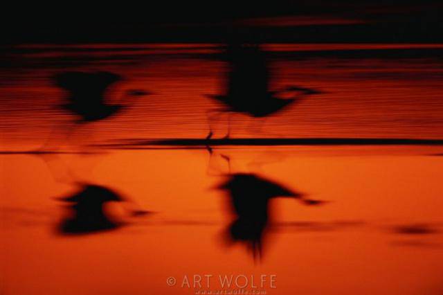 Ритм жизни, фотограф Art Wolfe