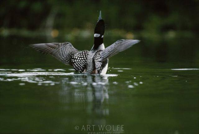  ,  Art Wolfe