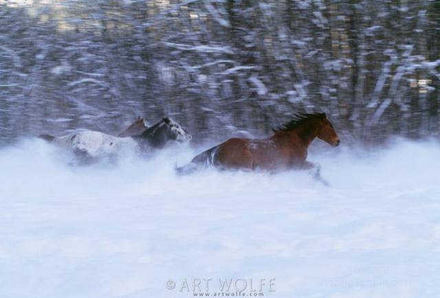  ,  Art Wolfe