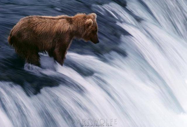  ,  Art Wolfe