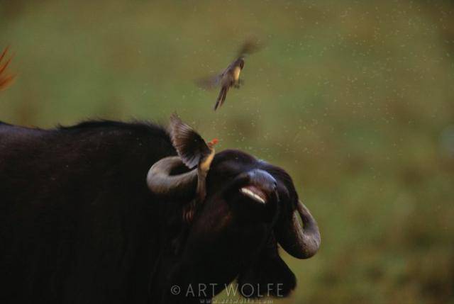  ,  Art Wolfe