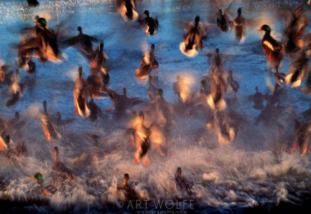 Ритм жизни, фотограф Art Wolfe