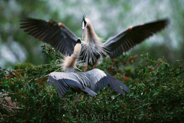  ,  Art Wolfe