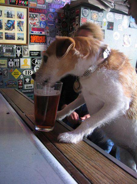 Собаки, любители пива (34 фото)
