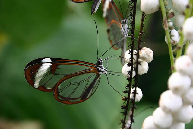 Прозрачные крылышки бабочек