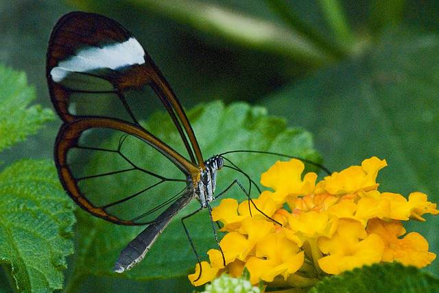 Прозрачные крылышки бабочек