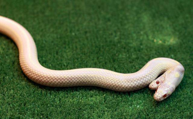 Двухголовая змея альбинос