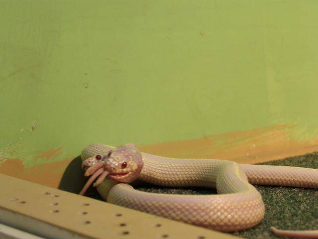 Двухголовая змея альбинос