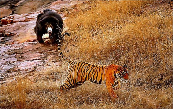 Медведь против тигра (5 фото)