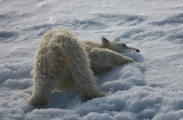 Медведь на Северном полюсе (20 фото)