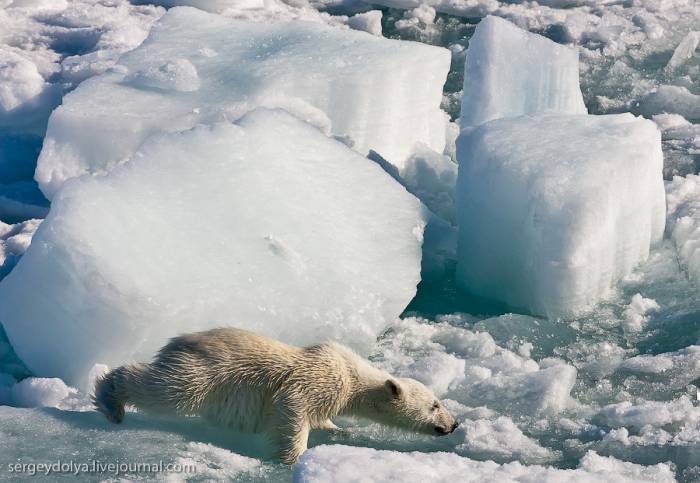 Медведь на Северном полюсе (20 фото)