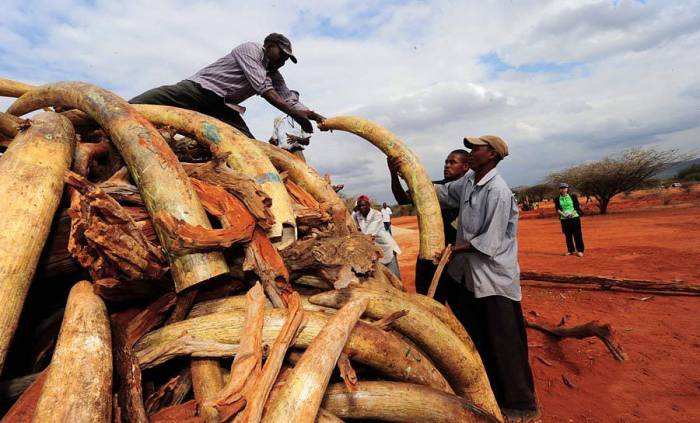 В Кении сожгли пять тонн слоновой кости (13 фото)