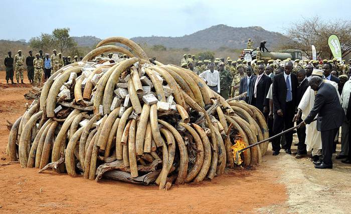 В Кении сожгли пять тонн слоновой кости (13 фото)