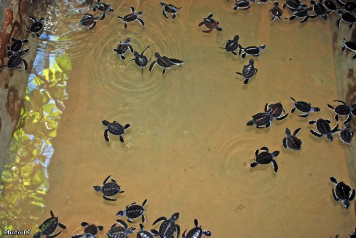 Черепаховая ферма в Шри-Ланке