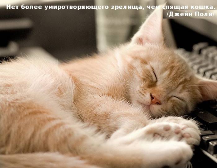 Цитаты знаменитостей о кошках (30 фото)