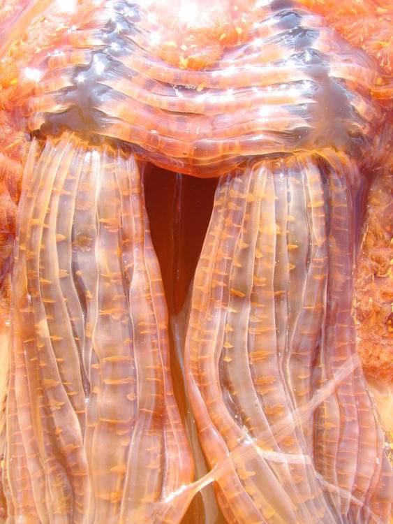 Гигантская медуза (13 фото)