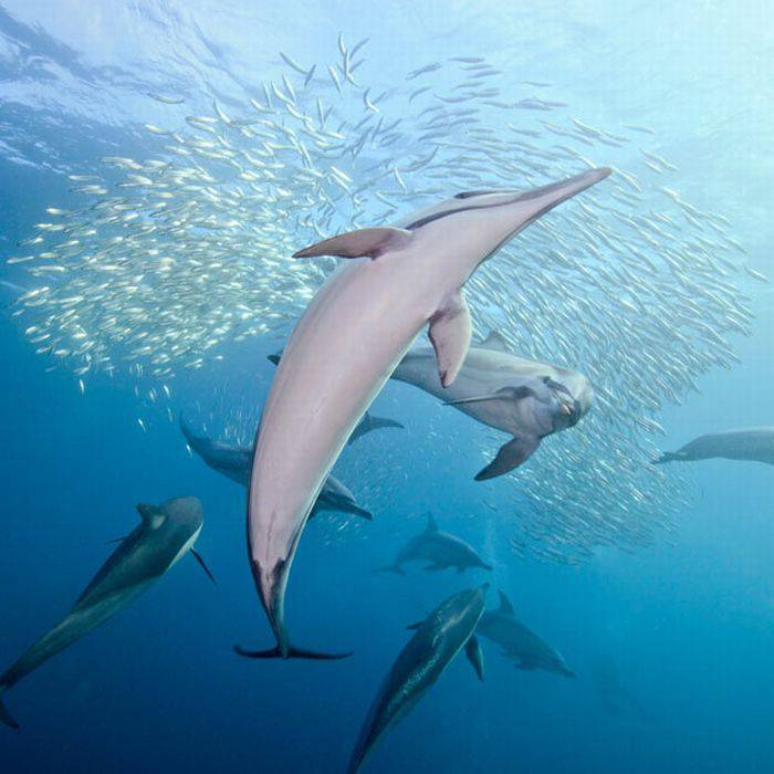 Охота дельфинов на тунца (7 фото)