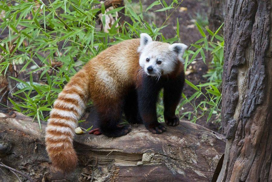 18 с животными. Red Pandas Diet.