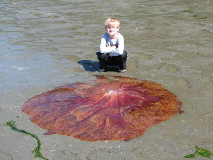 Гигантская медуза (13 фото)