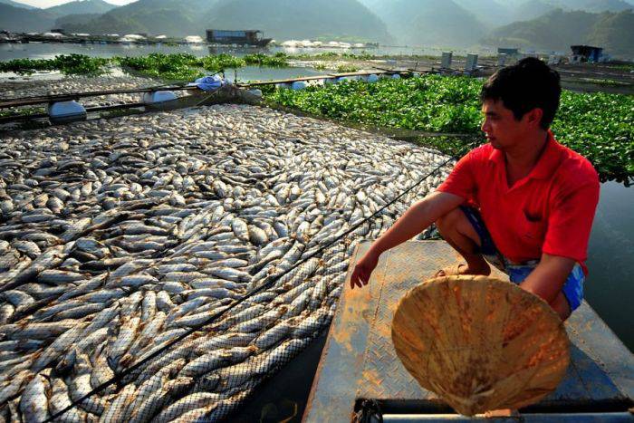 Мор рыбы в Китае (7 фото)