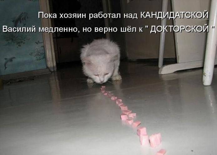 Прикольные фото котов с надписями смешные до слез